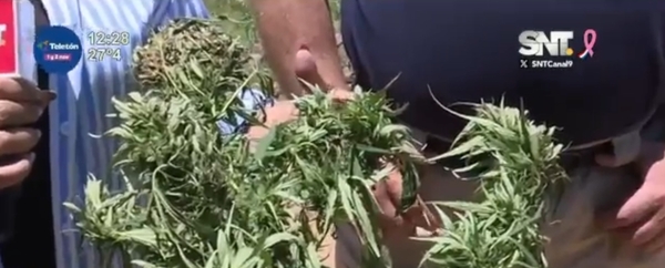 Operativo "Karagua": Destrucción de plantaciones de marihuana en Juan de Mena - SNT