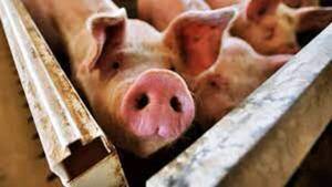 La carne porcina nacional y su ingreso a nuevos mercados - 1000 Noticias