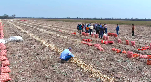 Cebolla chaqueña con pasaje a la Argentina