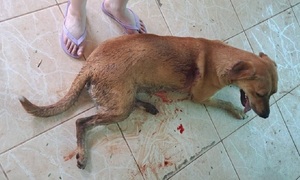 Desconocidos hieren de bala a una perrita en Coronel Oviedo y generan indignación en redes sociales - OviedoPress