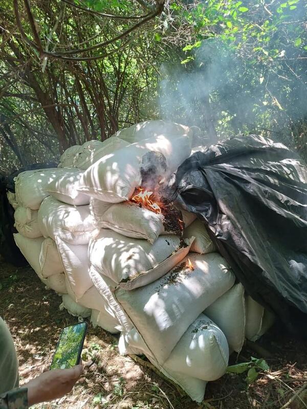 Destruyen 15 hectáreas de marihuana en Cordillera - 1000 Noticias