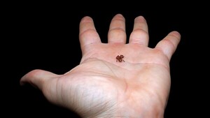 Descubren en Brasil un sapo-pulga que es el segundo vertebrado más pequeño del mundo