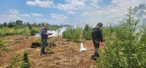 Destruyen marihuana y campamentos narcos en Puentesiño - Policiales - ABC Color