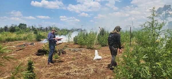 Destruyen marihuana y campamentos narcos en Puentesiño - Policiales - ABC Color
