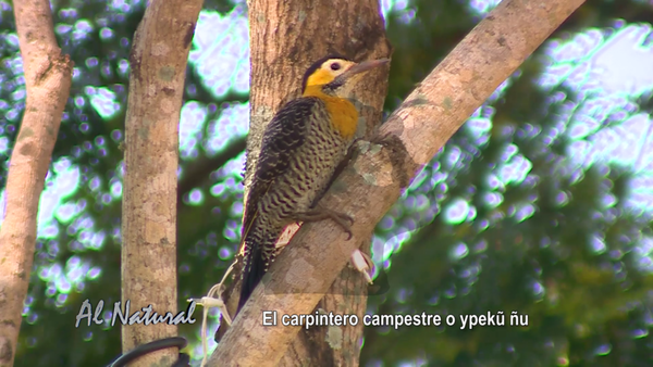 SNT Al Natural: Pájaros Carpinteros, los Ingenieros del Bosque - SNT