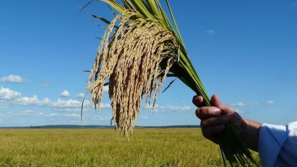 Al cierre del tercer trimestre, exportación de arroz ingresó más de USD 368 millones - 1000 Noticias
