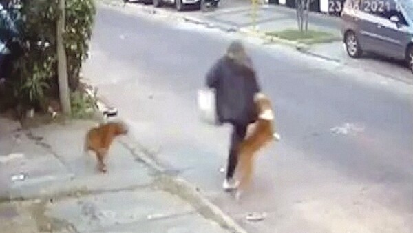 Perros mordieron a una señora y a su hija