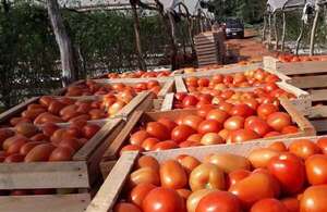 AUDIO: Productores celebran “histórica” exportación de tomate a Argentina - Contacto Ciudadano - ABC Color