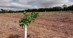 Cooperativa Fernheim impulsa la agricultura sostenible con su ambicioso proyecto citrícola en Campo’i