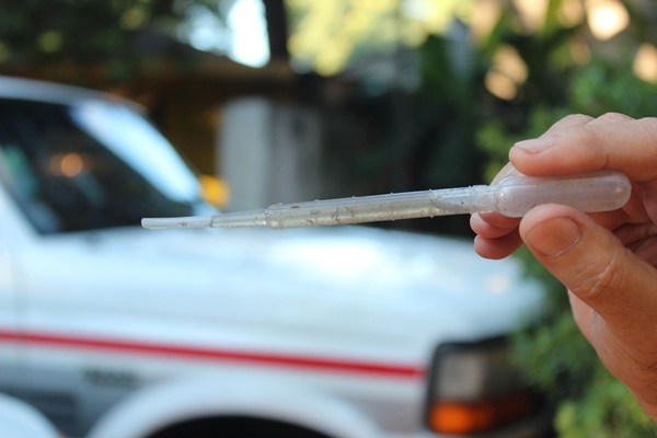 Dengue: Salud apela a la conciencia ciudadana para controlar criaderos - .::Agencia IP::.
