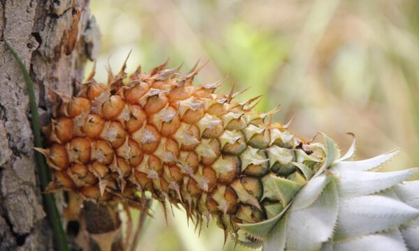 Recursos fitogenéticos, ¿seremos capaces de revertir la pérdida de biodiversidad nacional?