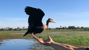 Ypané: Pato tropical y de peculiar silbido es rescatado de una vivienda