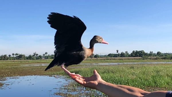 Ypané: Pato tropical y de peculiar silbido es rescatado de una vivienda