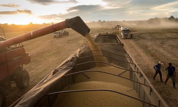 La soja paraguaya facilita el funcionamiento de la industria aceitera en Argentina