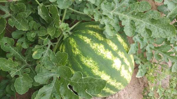 Productores de sandía de Paraguarí esperan una temporada exitosa con buenos precios - Nacionales - ABC Color