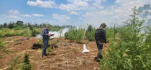 Anulan centros de producción de marihuana en Concepción - 1000 Noticias