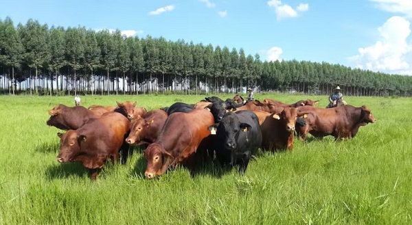 Carne paraguaya se destaca en Sial París 2024