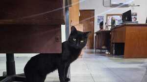 Día del Gato Negro: Del estigma al encanto