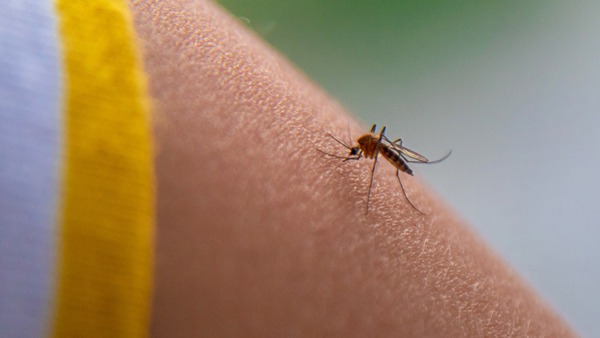 Alerta Dengue: 450 casos semanales encienden