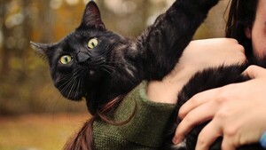 Una mascota, remedio para la ansiedad causada por las próximas elecciones en los EEUU