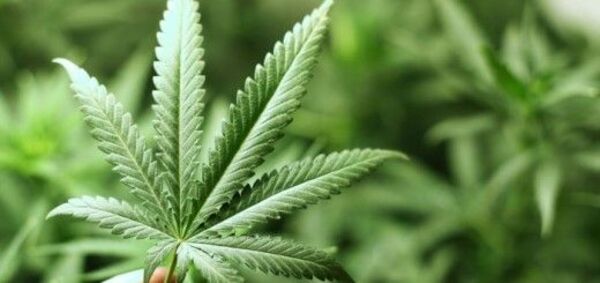 El cannabis superó al alcohol como droga de consumo diario en Estados Unidos