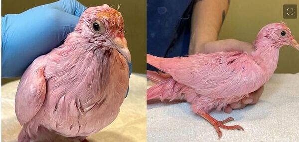 Rescataron una paloma desnutrida que pintaron de rosado para una revelación de género
