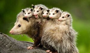 Piden cuidar a los mykurẽ en San Ber ya que salen con sus bebés a cuestas