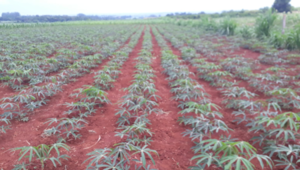 Caída en precios de la mandioca reduce áreas de cultivo en Paraguay