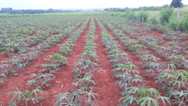 Caída en precios de la mandioca reduce áreas de cultivo en Paraguay