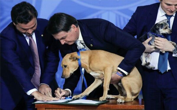 Perro de Bolsonaro firma ley contra el maltrato animal