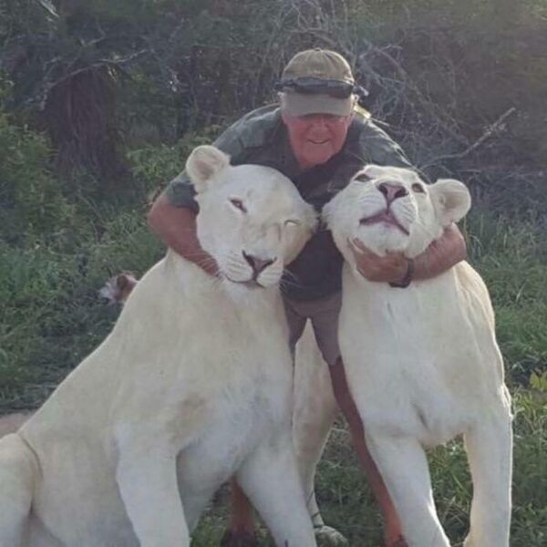 Murió devorado por dos leonas a las que mantenía en su propiedad, mientras su esposa miraba impotente
