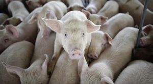 Dejáte de j..!!!. Hablan de posible gripe porcina con potencial pandémico en China