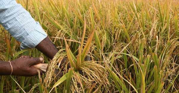 Exportación de arroz generó USD 388 millones en setiembre