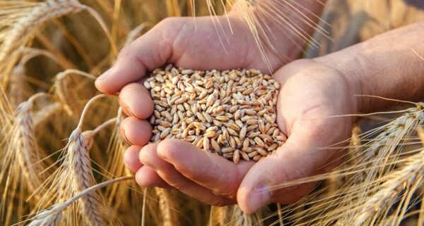 Producción de Trigo podría alcanzar 1.400.000 toneladas este 2024