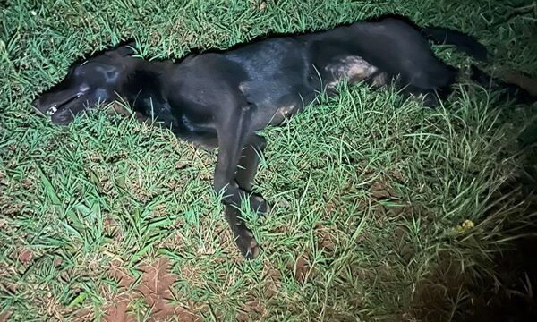 Perro ocasiona accidente en Minga Guazú