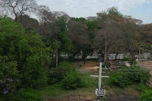 Denuncian inicio de tala de árboles en el “Bosque de San Vicente”