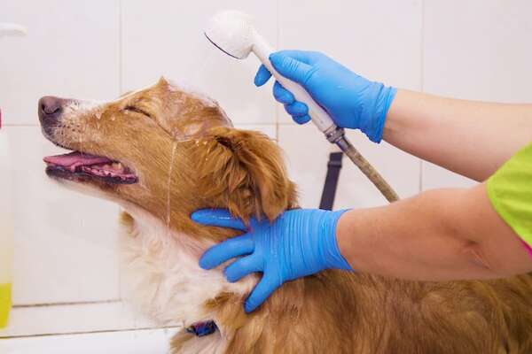 Cómo bañar y asear a un perro de pelo largo - Mascotas - ABC Color