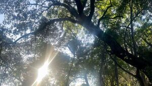 Comienzan a talar árboles del bosque San Vicente tras negativa del Congreso para su protección