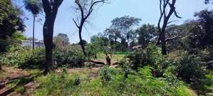 Bosque San Vicente: Se inició destrucción de pulmón verde de Asunción, con aval de Nenecho - Nacionales - ABC Color