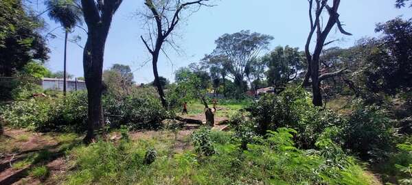Bosque San Vicente: Se inició destrucción de pulmón verde de Asunción, con aval de Nenecho - Nacionales - ABC Color