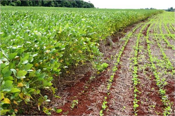 Soja: hay buen desarrollo de cultivos, pero se esperan m谩s lluvias