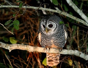 Apoyo de PNUD Paraguay fue clave para la Estrategia Nacional de Bosques para el Crecimiento Sostenible - El Independiente