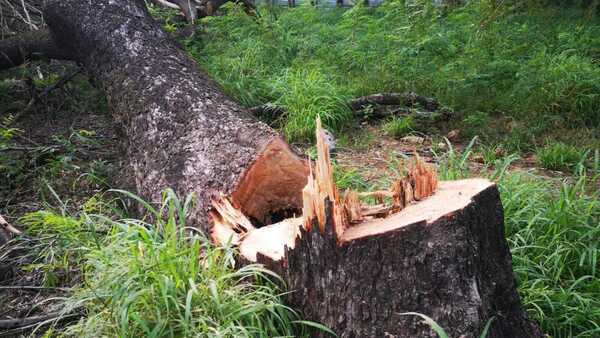 Indignación por la deforestación del bosque San Vicente: “Es un crimen ecológico muy grave”