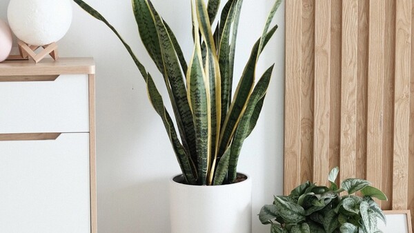Plantas ideales para tener en interiores