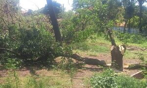 Talaron más de 100 árboles del “Bosque San Vicente”