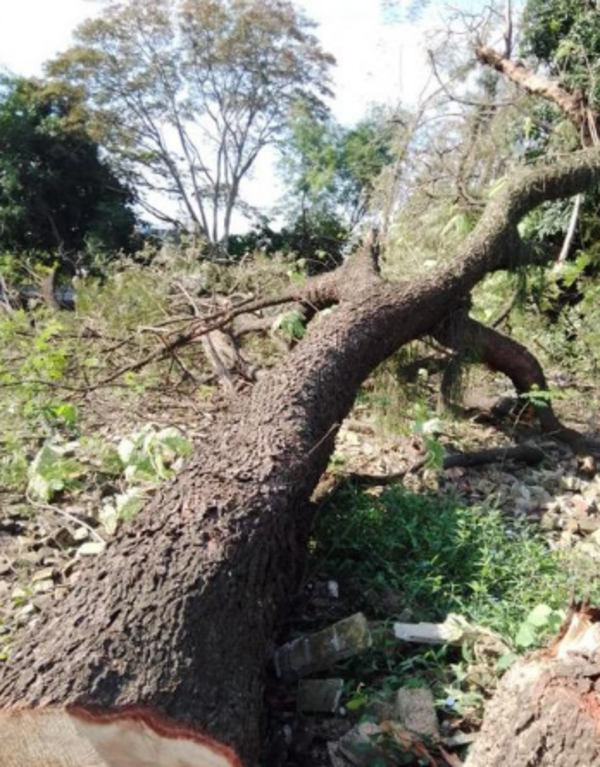 En cinco horas habrían talado unos “100 árboles del bosque San Vicente” - Portal Digital Cáritas Universidad Católica