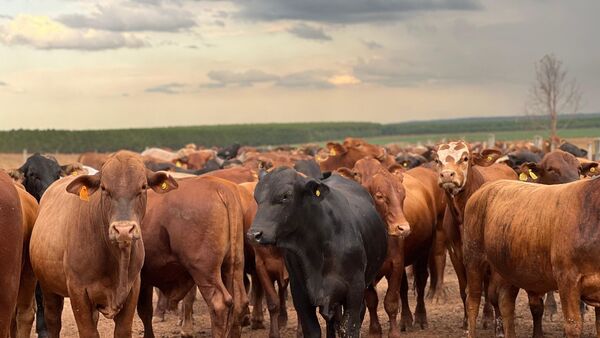 Un alivio para el productor: precio del ganado gordo empieza a repuntar | Agronegocios | 5Días