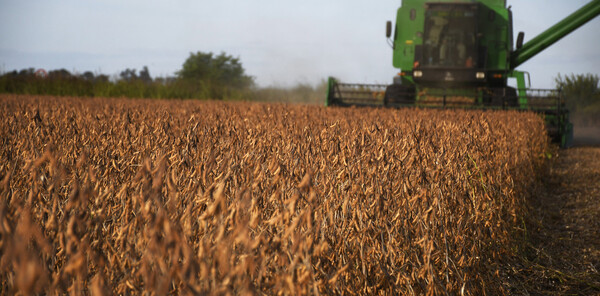 Cultivo de soja en el Chaco es de 154.660 hectáreas en la zafra 2024/25 | Agronegocios | 5Días