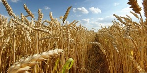 Estiman cosecha de 1,4 millones de toneladas de trigo para este año | Agronegocios | 5Días