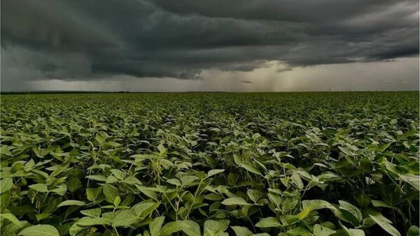 Productores aguardan buena presencia de lluvias en octubre para el correcto avance de la siembra | Agronegocios | 5Días